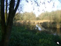 het oostvaardersbos
