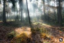 Brouwhuissche Bos