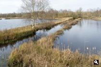 Oeverlanden Nieuwe Meer