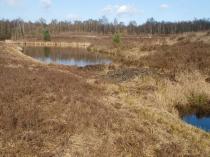 Bargerveen Midden