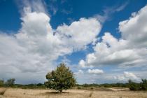 Loonse en Drunense Duinen