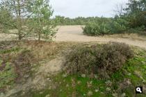 Kootwijkerduinen