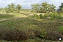 Kootwijkerzand