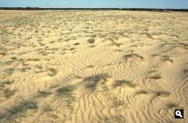 Kootwijkerzand