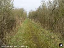 De Halsgors met gorsbos
