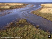 Gors met kreek