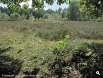 Celtic Field