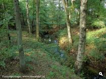 Bosbeek