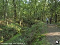 Bosbeek