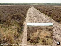 Ginkelse Heide