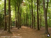 De Sysselt, Maanderbos