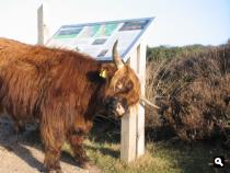 Mookerheide