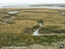 Gorzengebied langs de Krabbenkreek
