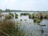 Kampina