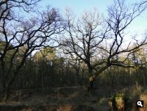 Trage Tocht Kasteel Doorwerth