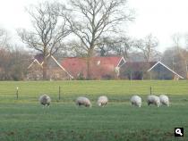 Boerderij landgoed Twickel