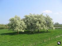 Lente in de IJsseluiterwaarden