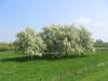 Trage Tocht Voorst
