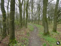 Bomendijk