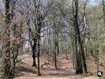 De Duinen 