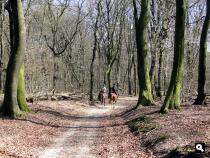 Speulderbos