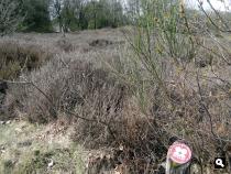 Grafheuvel Wilde Kamp
