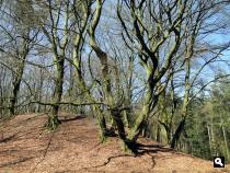 Grillige eiken op De Duinen