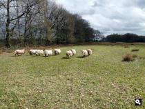 Trage Tocht Assen-Westlaren
