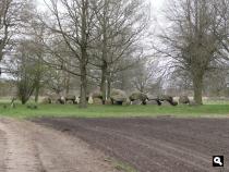 Trage Tocht Assen-Westlaren