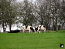 Trage Tocht Assen-Westlaren