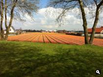 Foto bollenveld Egmond aan den Hoef