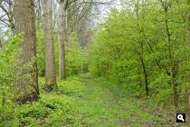 Karnemelkbos