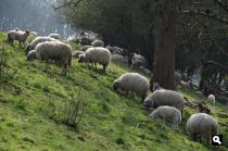 schaapjes tegen de helling op