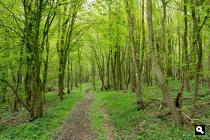 Platte Bos