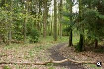 Platte Bos