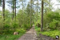 Koudhoornse Heide, bos