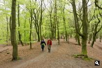 Speulder- en Sprielderbos, De Duinen