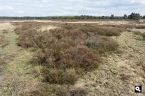Kroondomein Uddelse Buurtveld / De Bieze