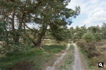 Kroondomein Uddelse Buurtveld / De Bieze