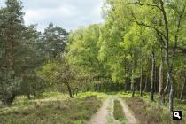 Kroondomein, Meervelderbos