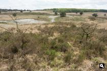 Staatsdomein, Hoog Soerense Veld