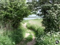 Paadje in de uiterwaarde van de Waal