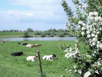 Koeien en meidoorn in de uiterwaarden van de Waal