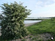 De Waal