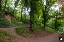 Schaelsbergerbos