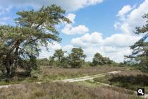 Noorderheide