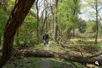 Noorderheide, hoog pad