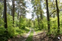Vierhouterbos