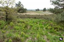 Asselse Heide