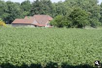 boerderij in het veld